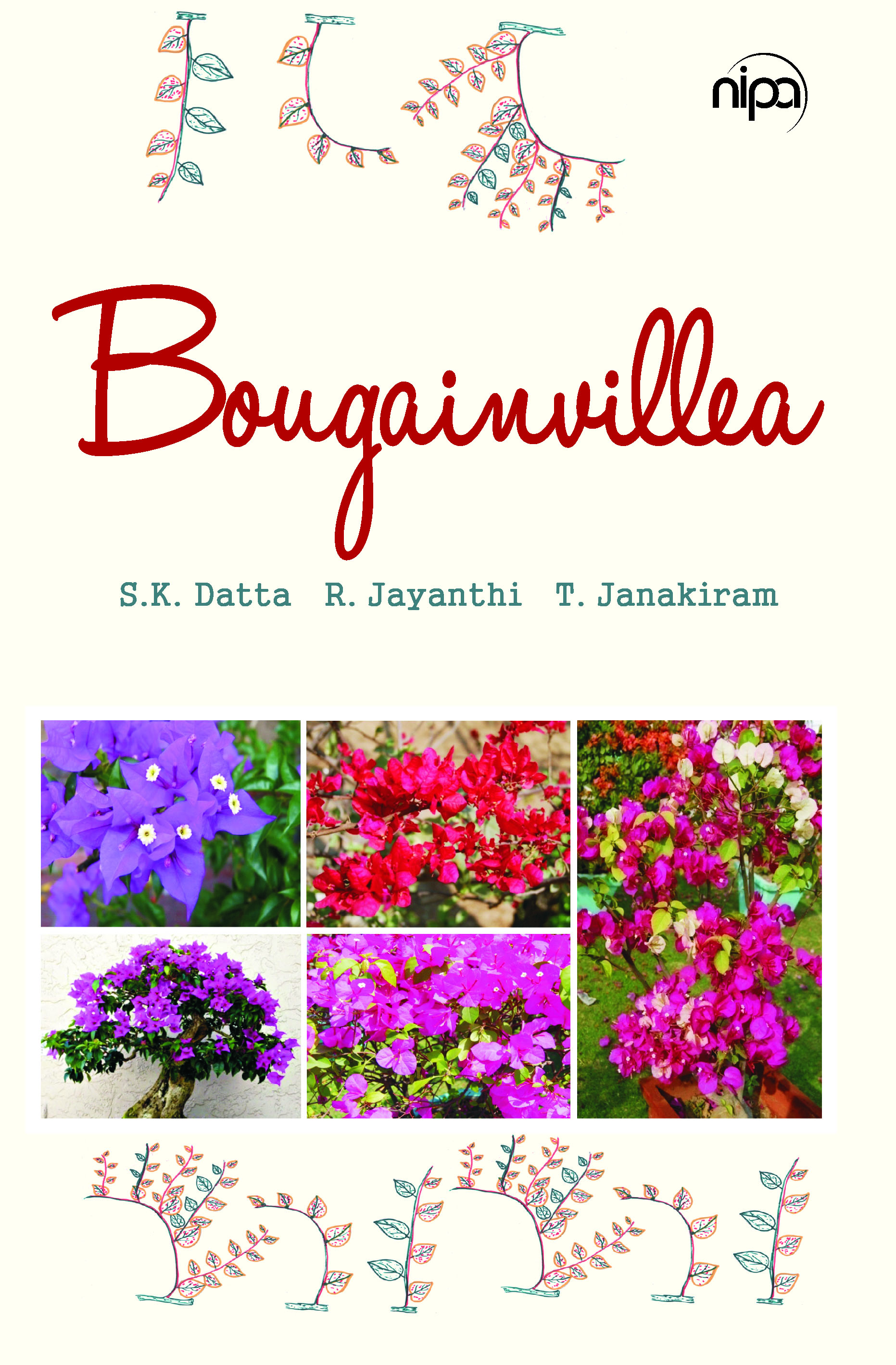 BOUGAINVILLEA