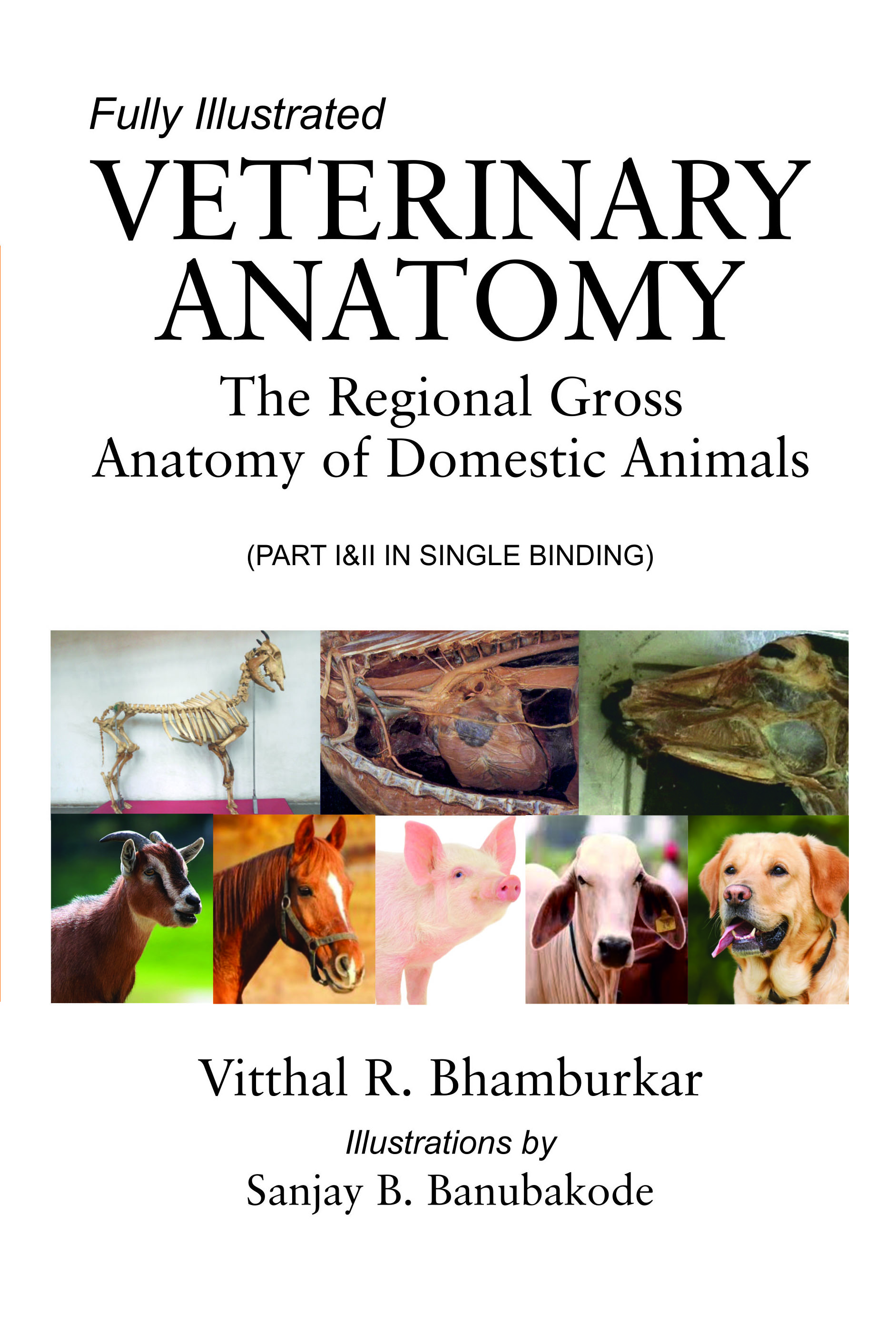 VETERINARY ANATOMY: THE REGIONAL GROSS ANATOMY OF DOMESTIC ANIMALS FULLY ILLUSTRATED