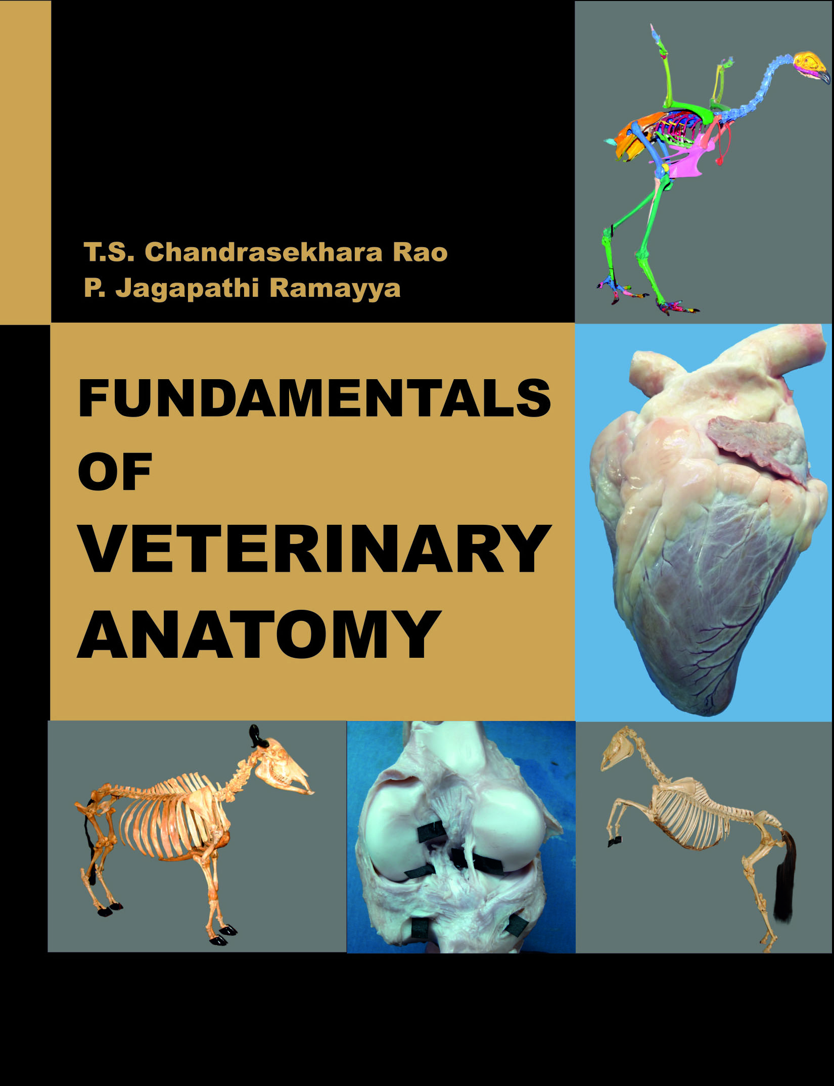 Fundamentals of Veterinary Anatomy